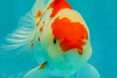 A Grade Red White Oranda Female 5.5 inches #061926OR_15