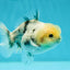 Lemonhead Marble Yuanbao Male 3.5-4 inches #1110YB_07