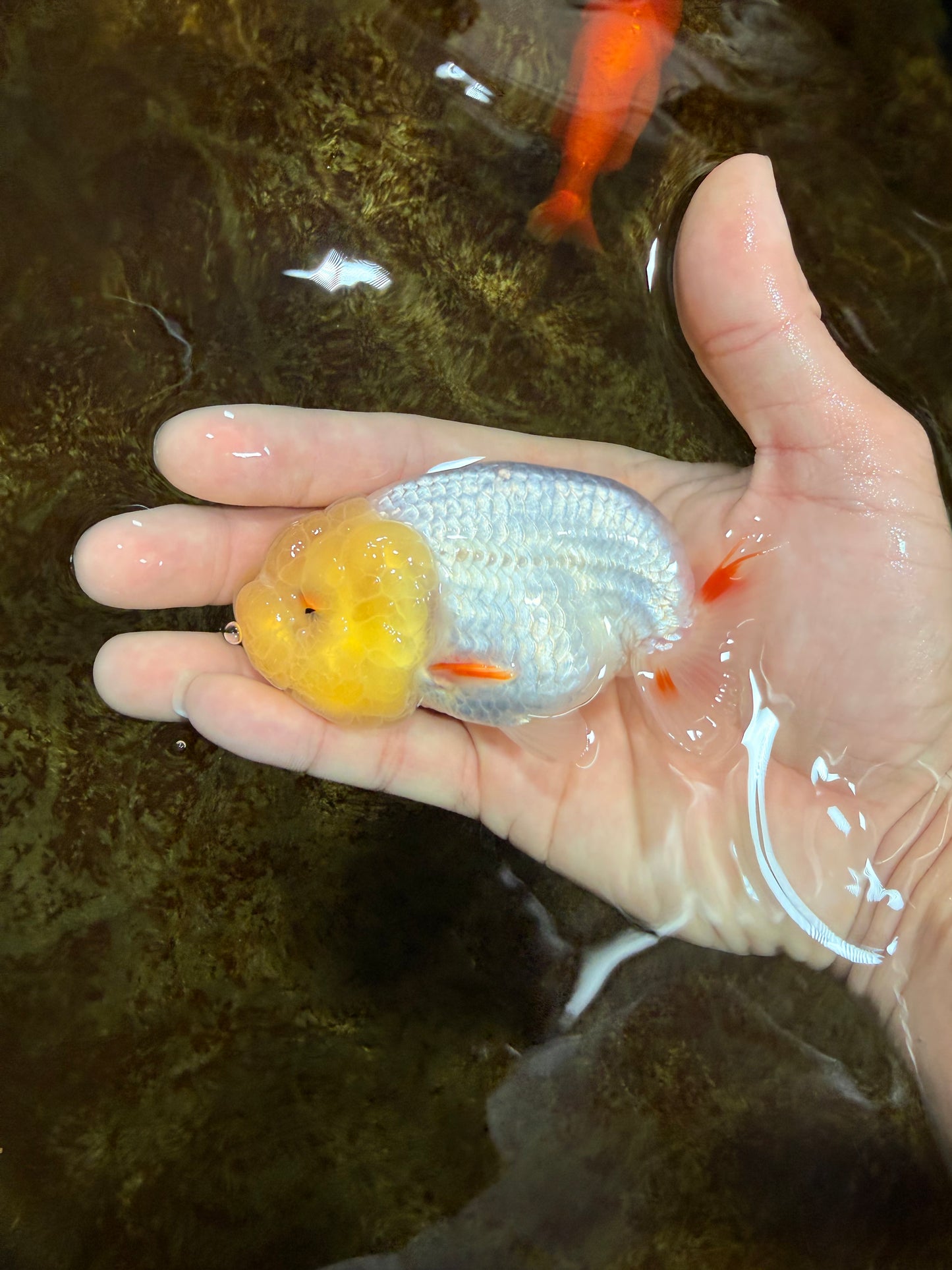 SPECIAL White Lionchu Female 4 inches #120525LC_13