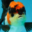 Unique A Grade Tricolor Oranda Female 4.5 inches #042525OR_05