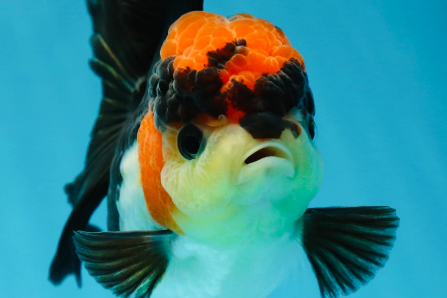 Unique A Grade Tricolor Oranda Female 4.5 inches #042525OR_05