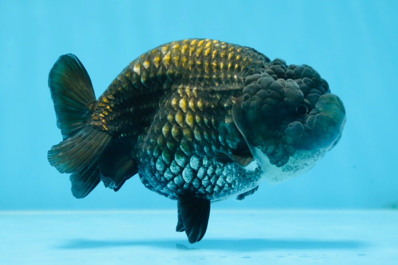 A Grade BIG WEN Black Blue LionQueen 4.5 inches #072525LC_01