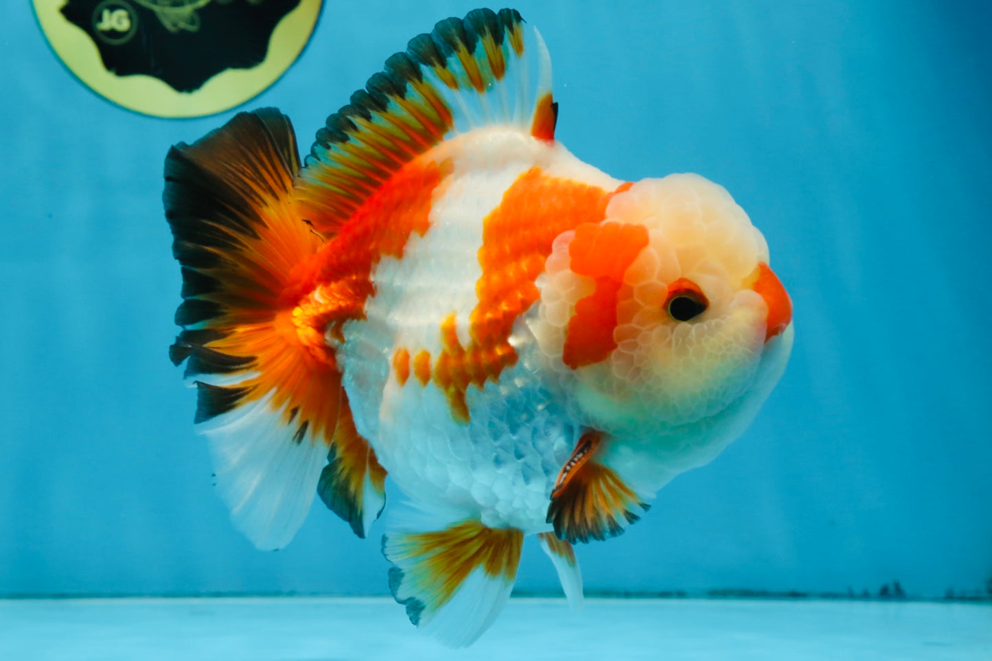 AAA Grade CHONKY Tricolor Yuanbao Male 5.5 inches #091925YB_16