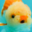 Kohaku Orange White Lionchu Male 4.5-5 inches #1018LC_9