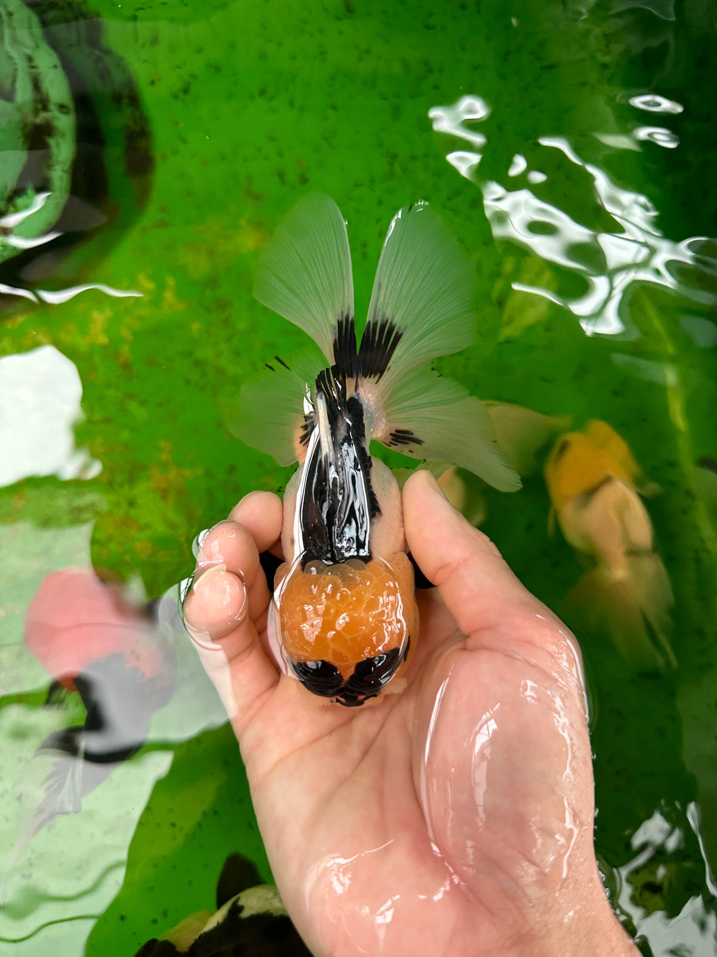 Panda Oranda femelle avec des yeux boutonnés de qualité AAA, 5 pouces #0906OR_25