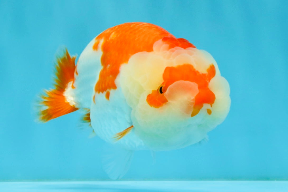 A Grade Red White LionQueen 4.5-5 inches #032726LC_21