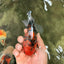 SPECIAL AAA Grade Tiger Oranda Male 5 inches #090426OR_03