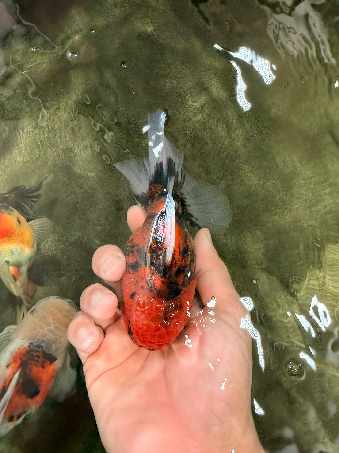 SPECIAL AAA Grade Tiger Oranda Male 5 inches #090426OR_03
