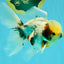 Marble Oranda Male 5.5-6 inches #072426OR_16