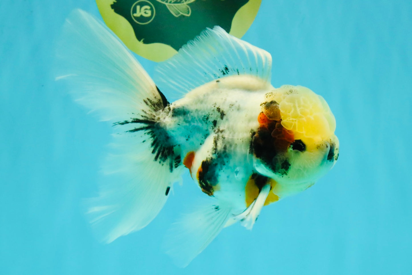 Marble Oranda Male 5.5-6 inches #072426OR_16