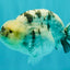 AAA Grade White Tiger Blue Base Ranchu Female 4.5 inches #062626RC_10