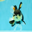 A Grade Tricolor Oranda Female 5.5 inches #081526OR_27