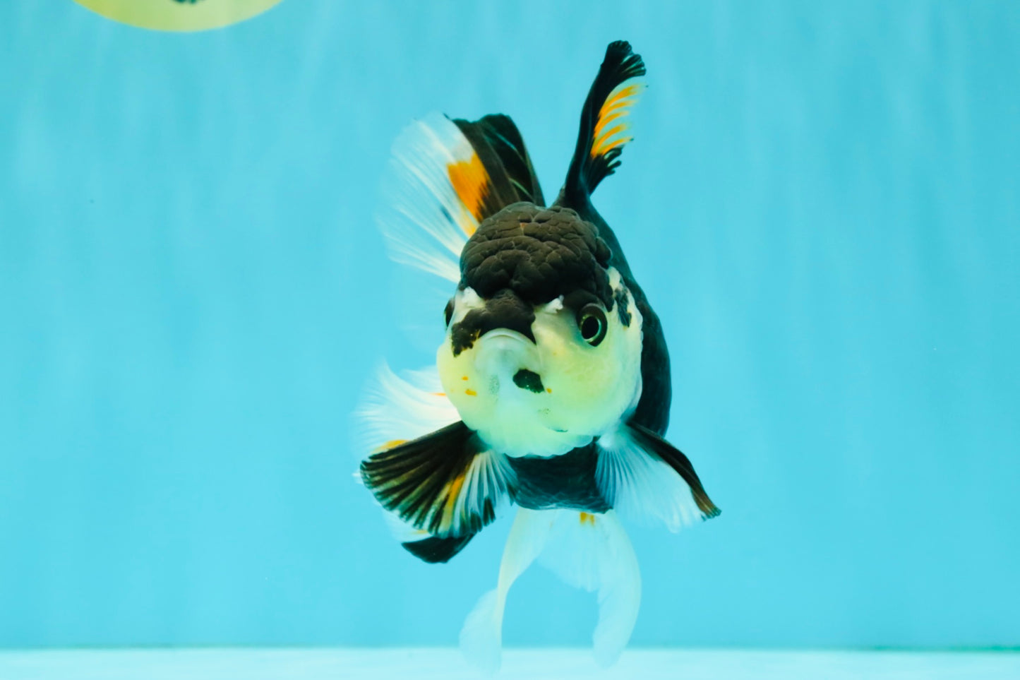 A Grade Tricolor Oranda Female 5.5 inches #081526OR_27