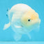 A Grade Snow White Sakura Ranchu Male 5.5 inches #110725RC_15