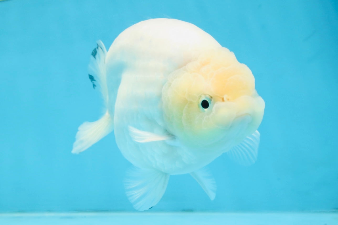A Grade Snow White Sakura Ranchu Male 5.5 inches #110725RC_15