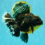 AAA Grade Jumbo Bloodline Kirin Oranda Male 7.5 inches #061926OR_05