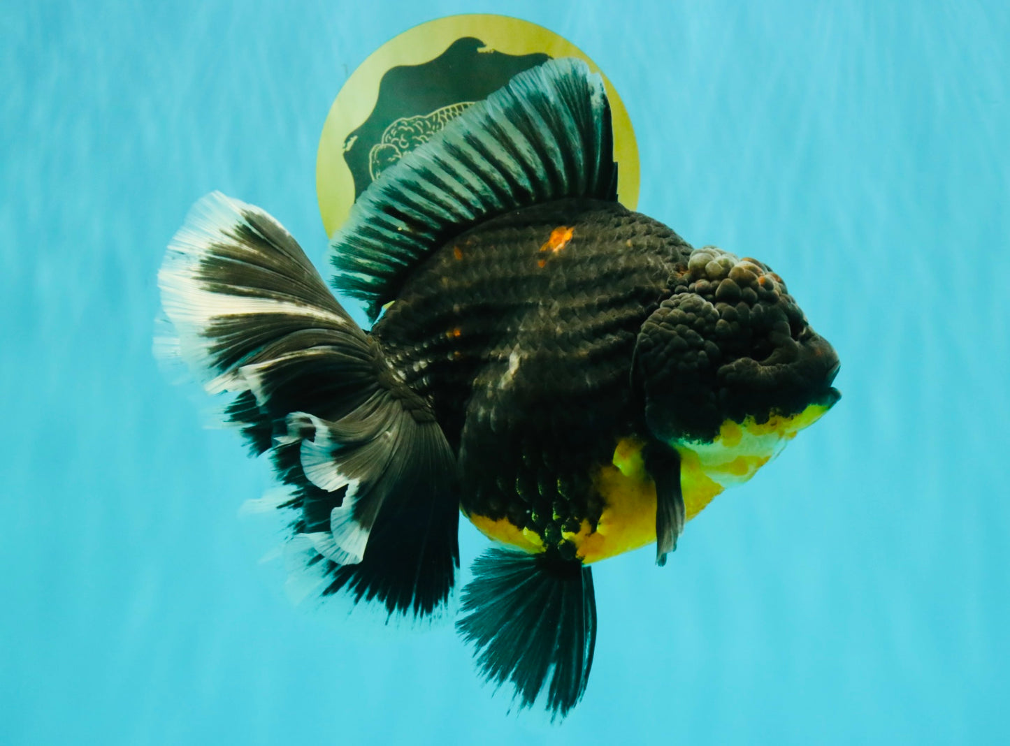 AAA Grade Jumbo Bloodline Kirin Oranda Male 7.5 inches #061926OR_05