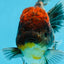 A Grade Kirin Oranda Female 6 inches #110725OR_03