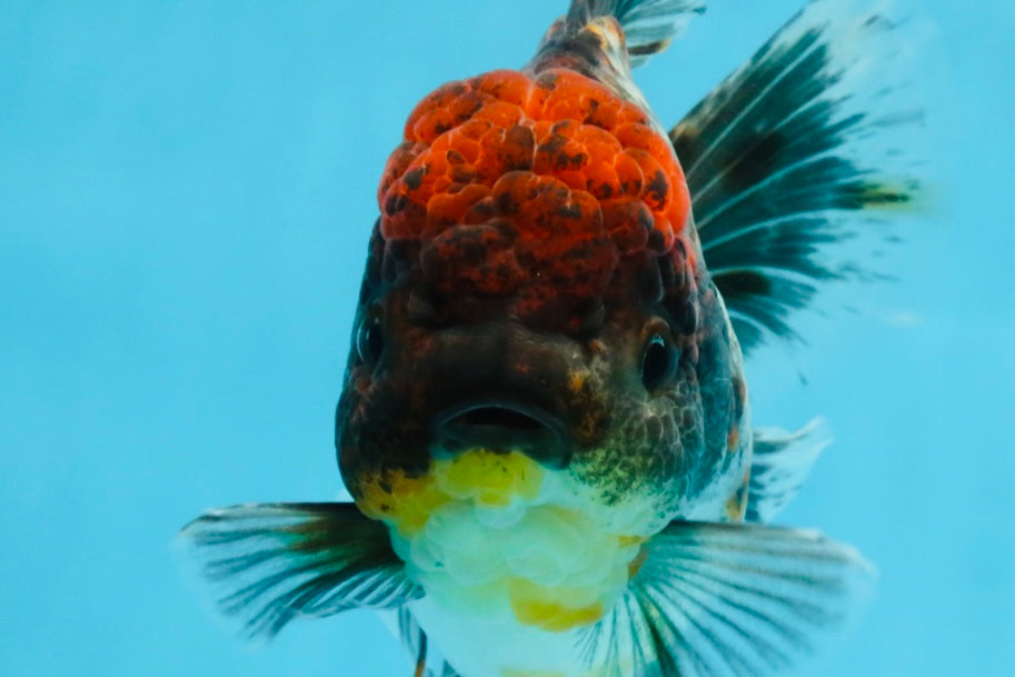 A Grade Kirin Oranda Female 6 inches #110725OR_03