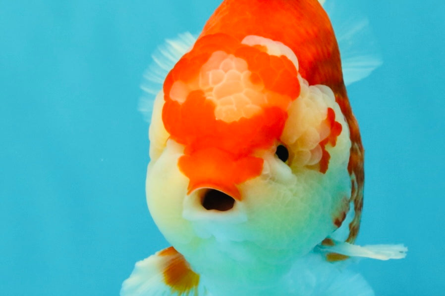 JUMBO A Grade Red White Yuanbao Male 5.5-6 inches #032026YB_22