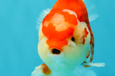 JUMBO A Grade Red White Yuanbao Male 5.5-6 inches #032026YB_22