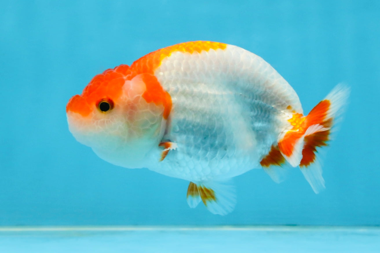 A Grade Red White LionQueen 4-4.5 inches #112125LC_11