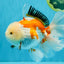 PUPPY A Grade Tricolor Oranda Female 7 inches #040326OR_07
