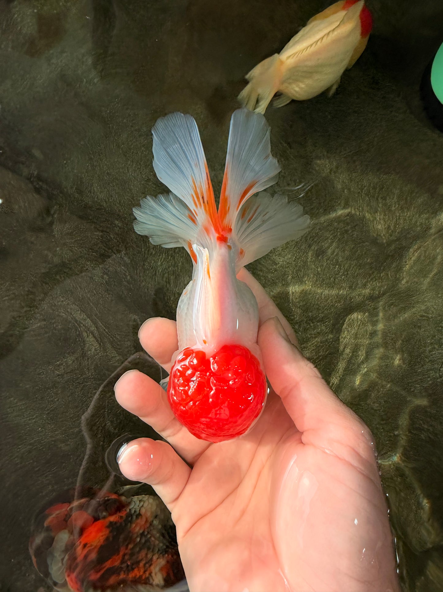 MARIO A Grade Tancho Red White Oranda Male 5-5.5 inches #031326OR_27