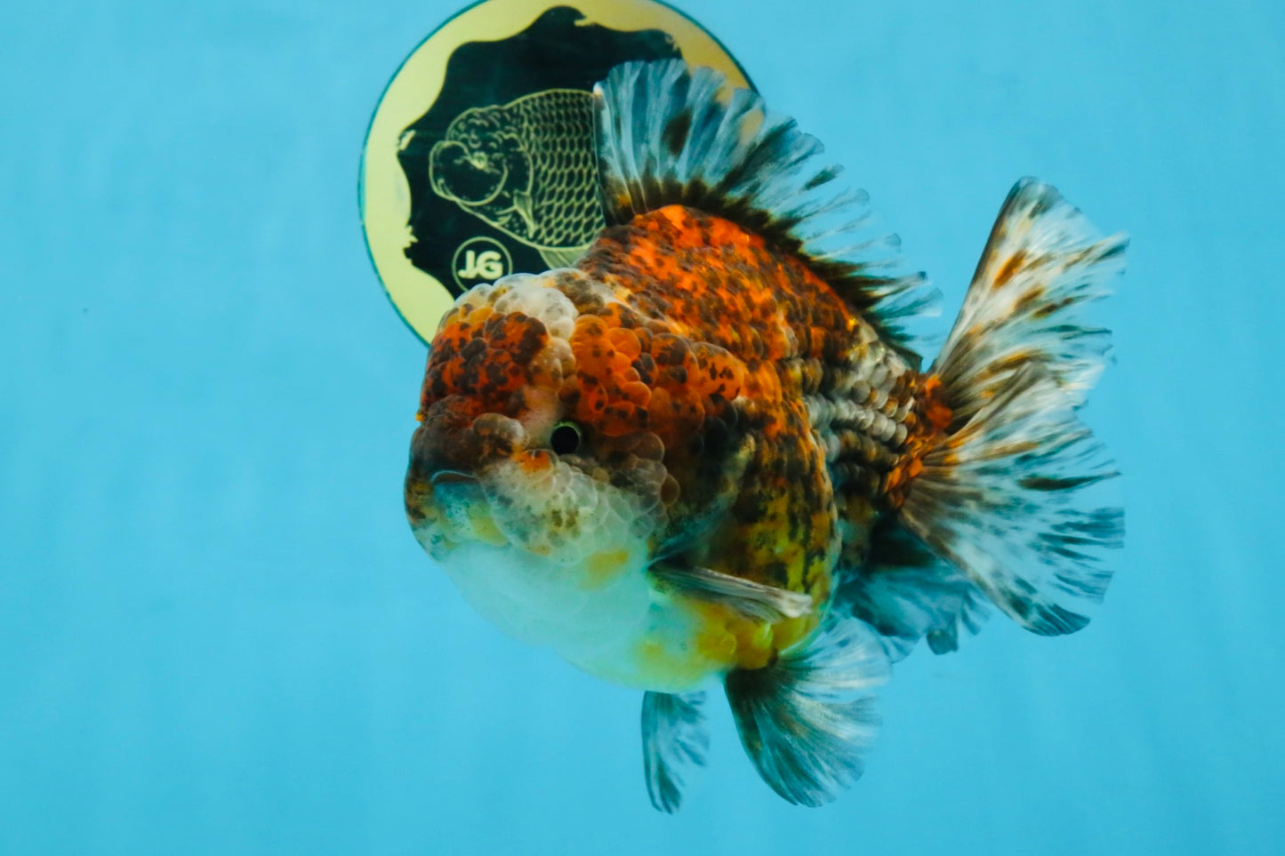 CHONKY A Grade Kirin Oranda Male 5.5 inches #121925OR_13