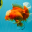 CHONKY AAA Grade Jade Head Red White Oranda Male 6 inches #030626OR_18