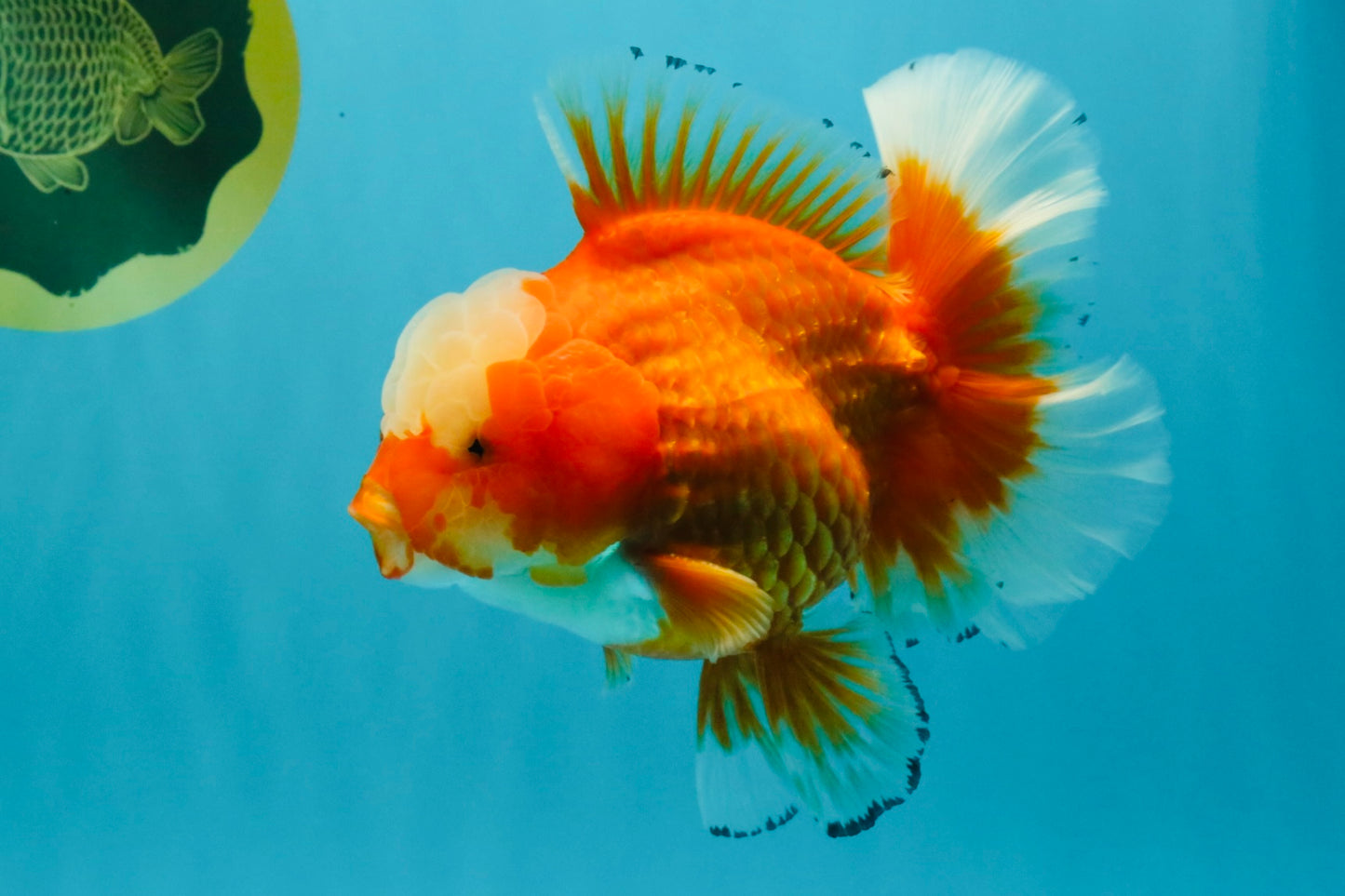 CHONKY AAA Grade Jade Head Red White Oranda Male 6 inches #030626OR_18