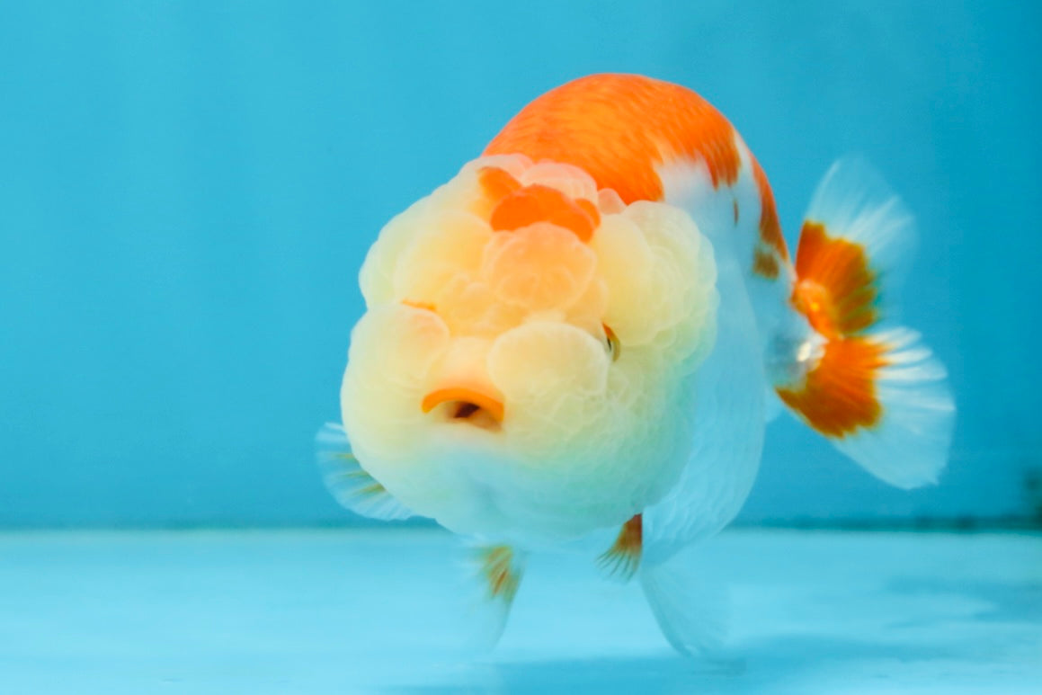 AAA Grade Young Red White LionQueen 4 inches #101025LC_05