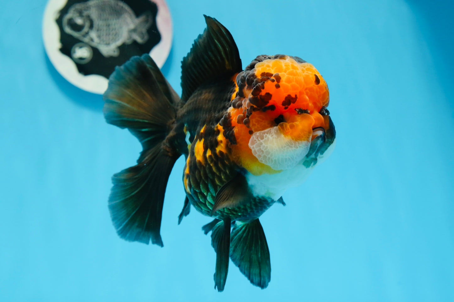 AAA Grade Bull Dog Lava Head  Oranda Female 5.5 inches #0719OR_07