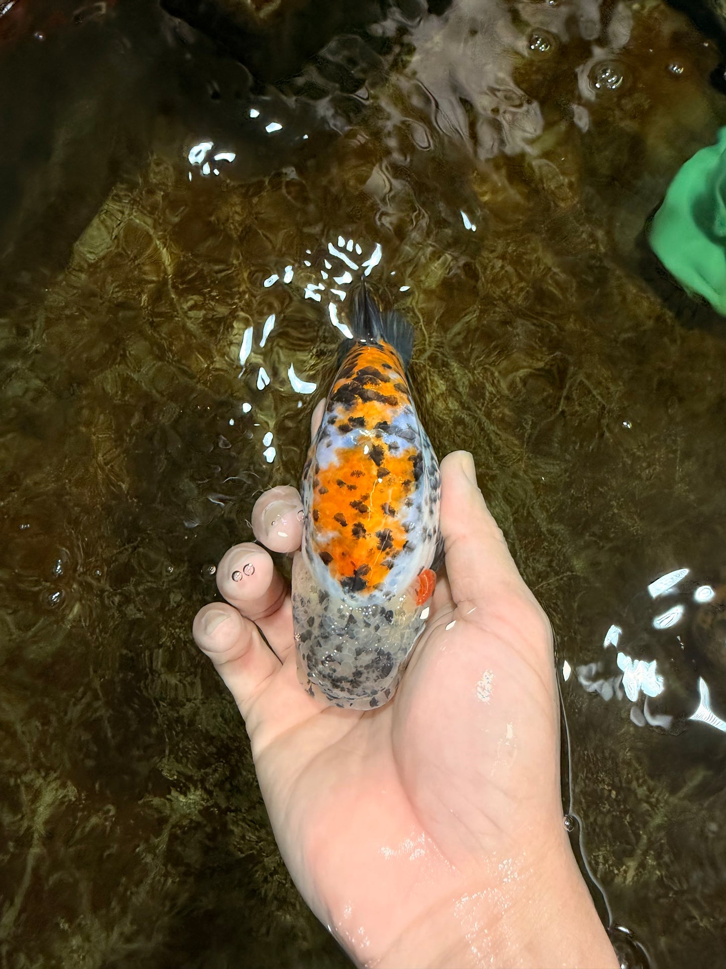 A Grade Tricolor Tiger LionKing 4.5-5 inches #112125LC_02