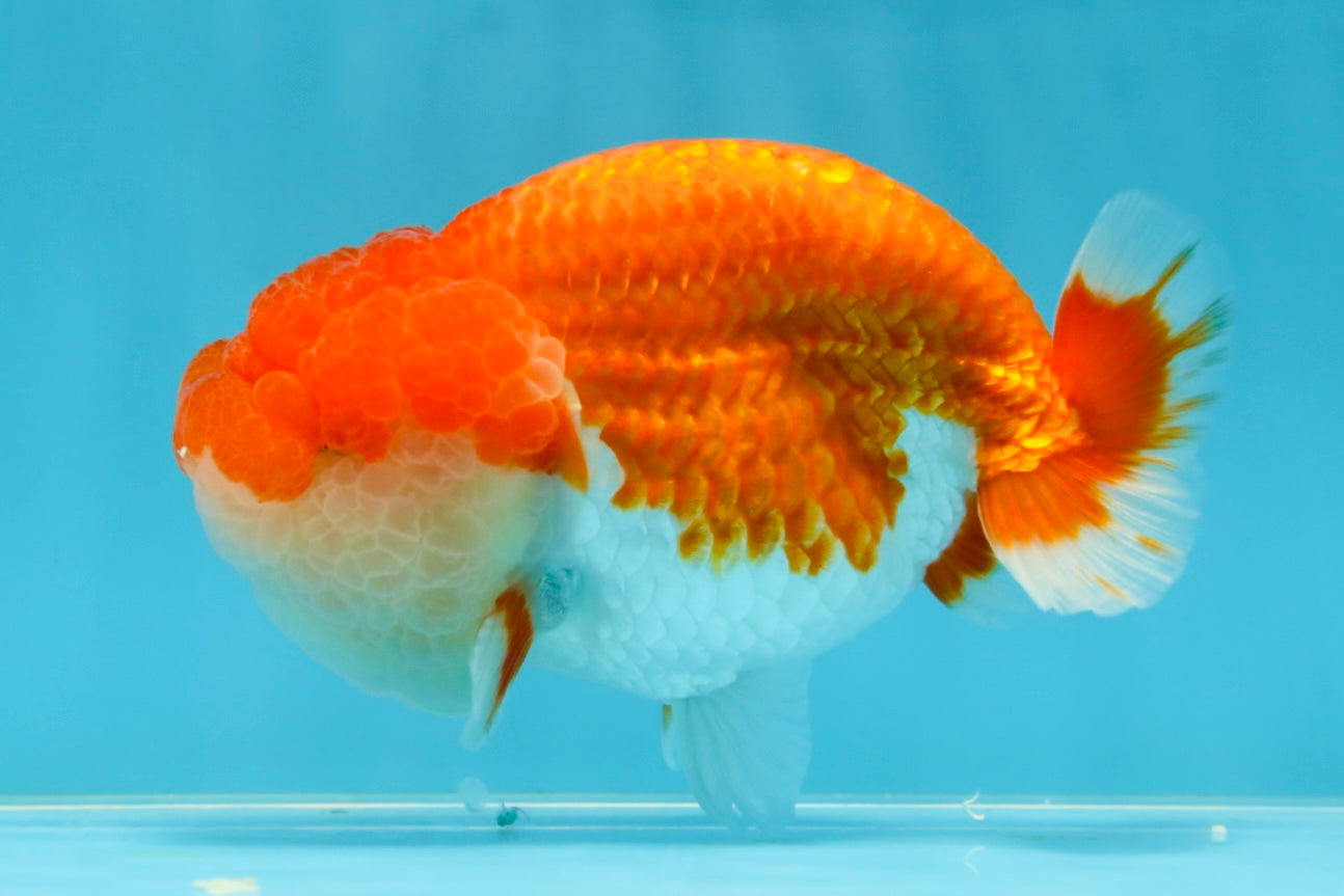 AAA Grade TOP Red White LionKing 4.5 inches #051625LC_37