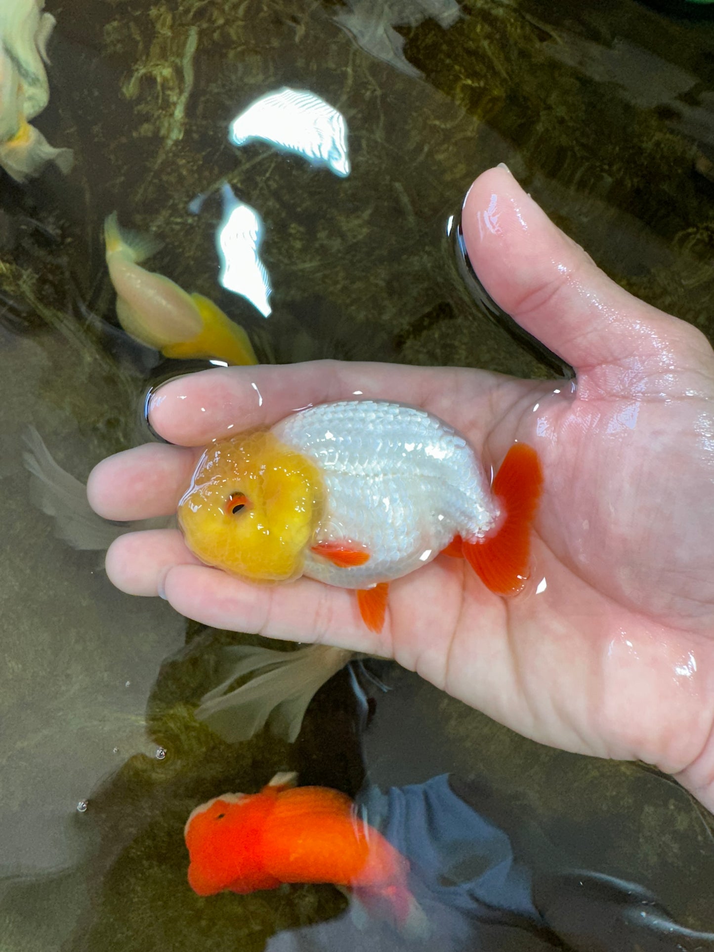 A Grade Lemonhead LionKing 3.5 inches #070425LC_06