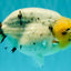 CHUBBY AAA Grade White Marble Blue Base Ranchu Male 5.5-6 inches #100226RC_28