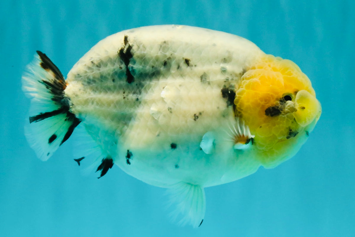 CHUBBY AAA Grade White Marble Blue Base Ranchu Male 5.5-6 inches #100226RC_28