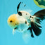A Grade Panda Oranda Male 5.5 inches #030626OR_23