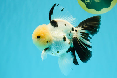 A Grade Panda Oranda Male 5.5 inches #030626OR_23