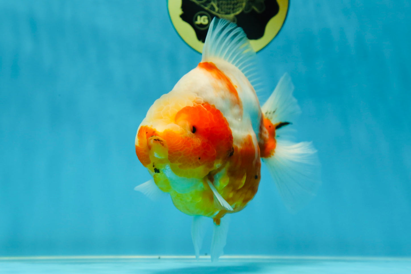 AAA Grade Godzilla Sakura Yuanbao Female 5.5 inches #050925YB_20