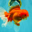 JUMBO AAA Grade Red White Oranda Male 8.5 inches #071726OR_01