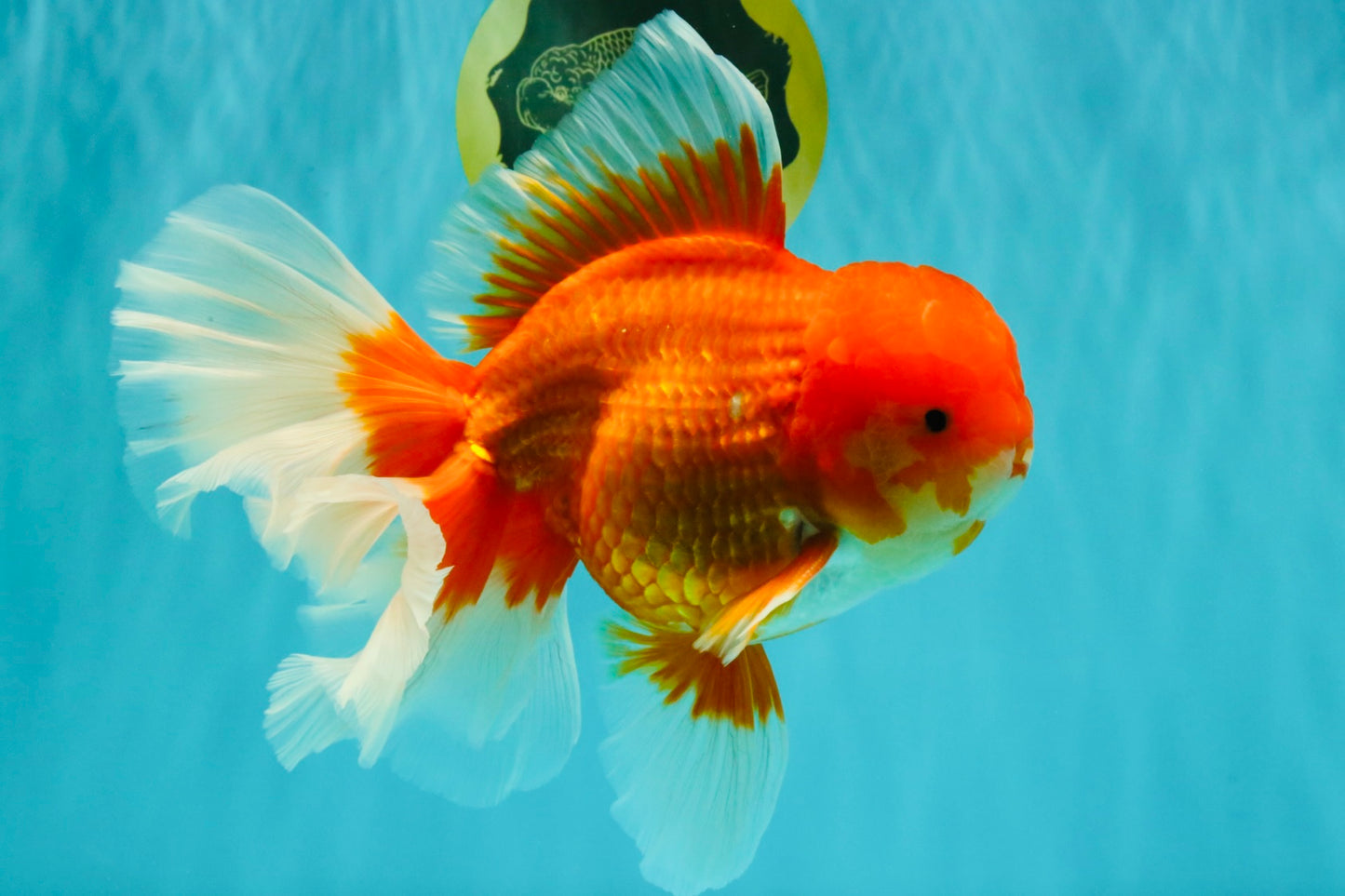 JUMBO AAA Grade Red White Oranda Male 8.5 inches #071726OR_01