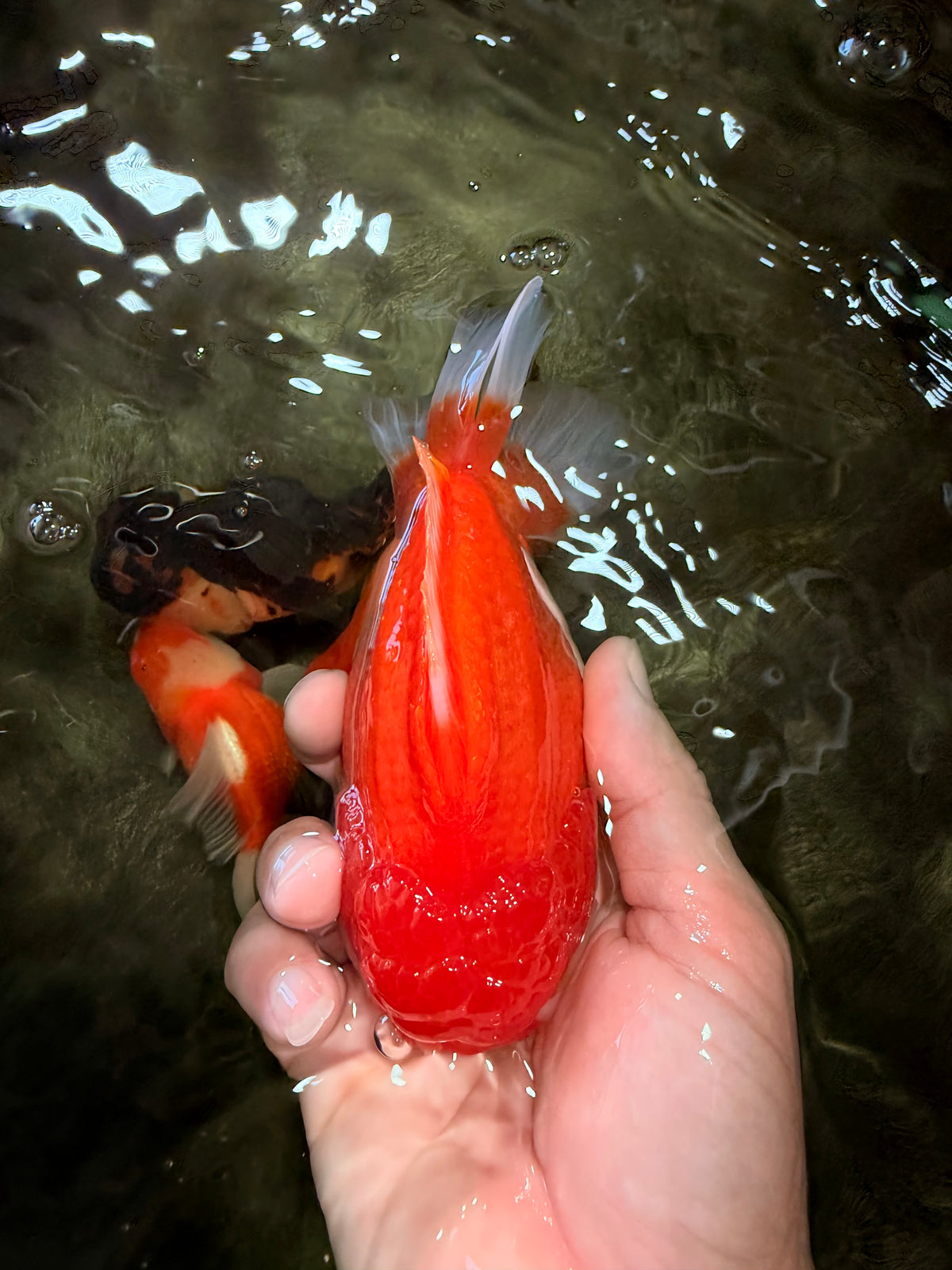 CHUBBY AAA Grade Red White Yuanbao Male 5.5 inches #090426YB_08