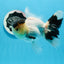 AAA Grade Panda Black Tancho Oranda Male 5 inches #0913OR_11