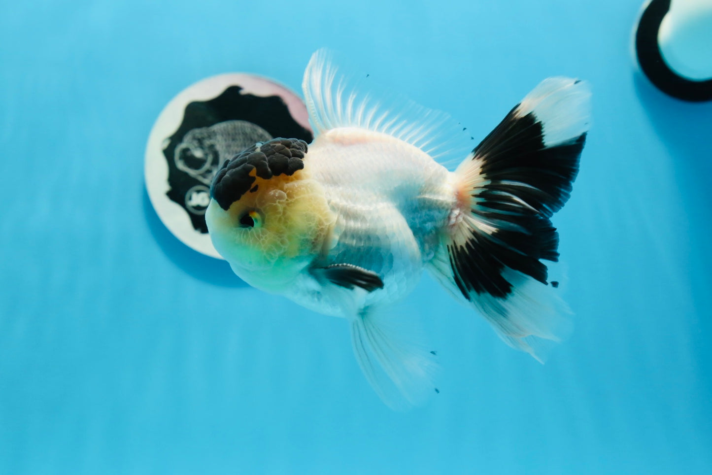 AAA Grade Panda Black Tancho Oranda Male 5 inches #0913OR_11