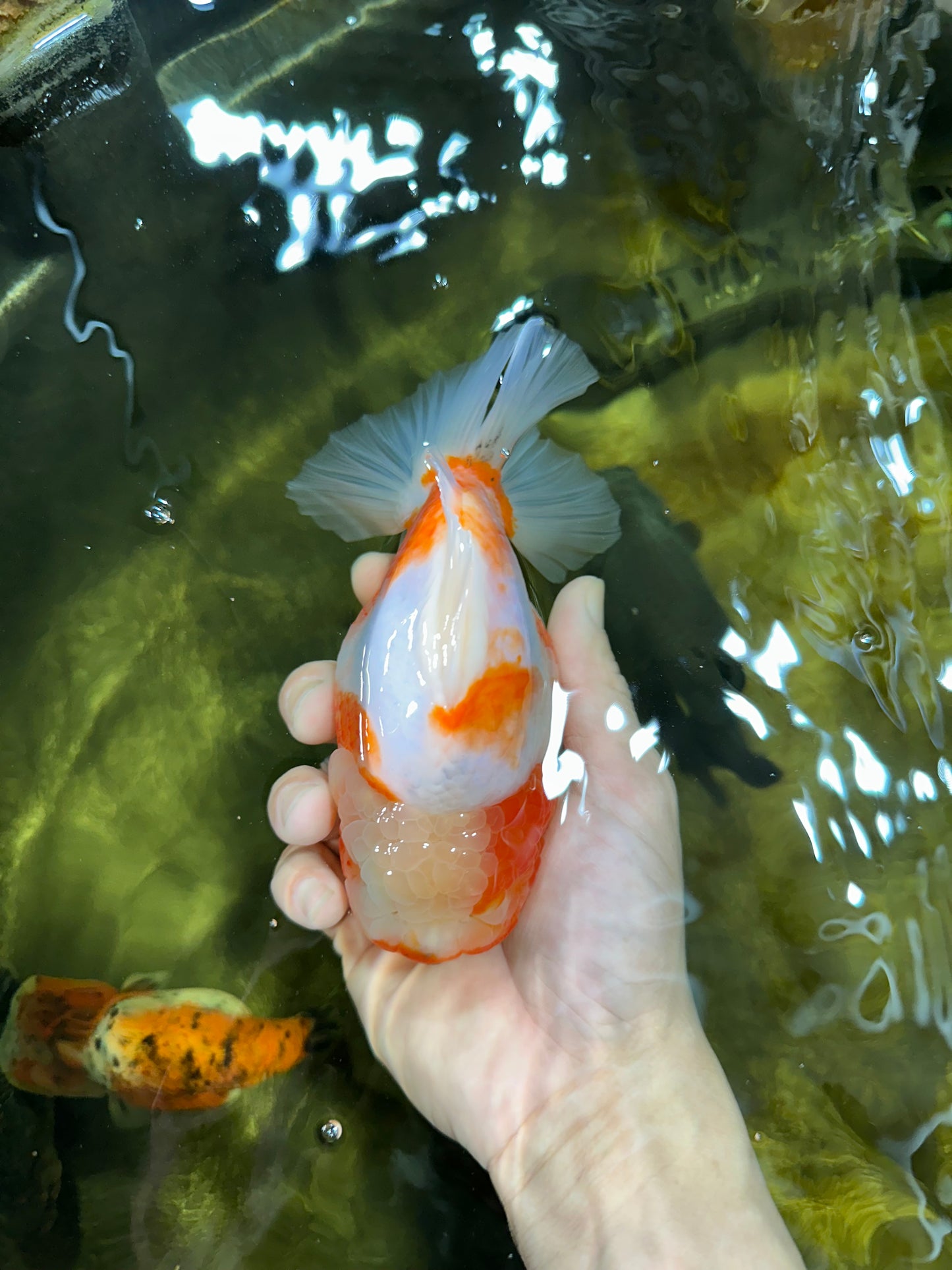 AAA Grade Godzilla Sakura Yuanbao Female 5.5 inches #050925YB_20