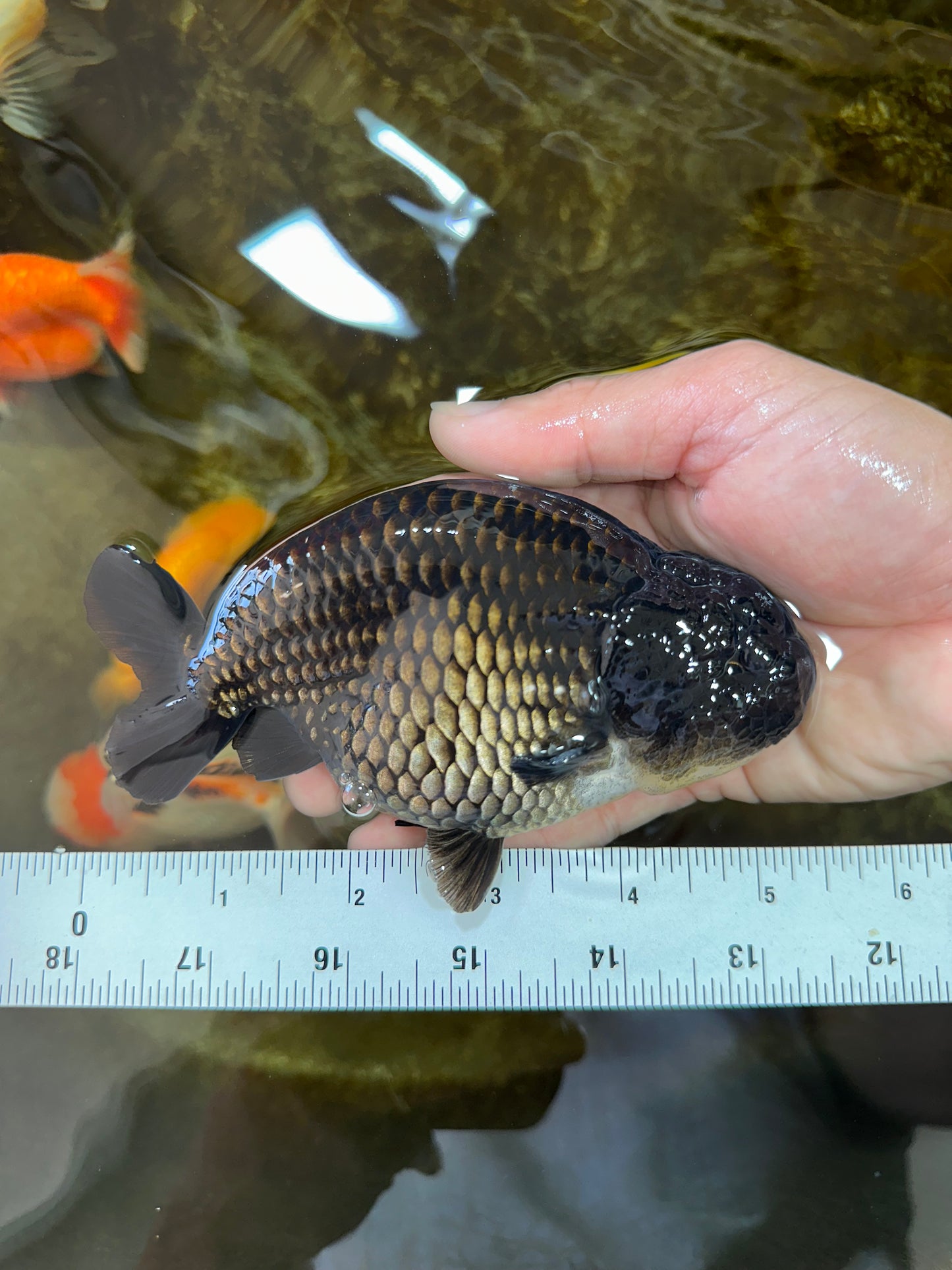 A Grade Black LionKing 5-5.5 inches #070425LC_07