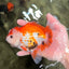 A Grade Red White Oranda Male 5.5-6 inches #040326OR_13