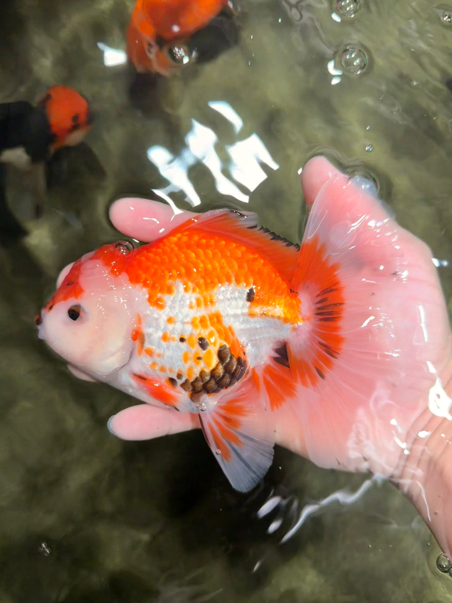 A Grade Red White Oranda Male 5.5-6 inches #040326OR_13